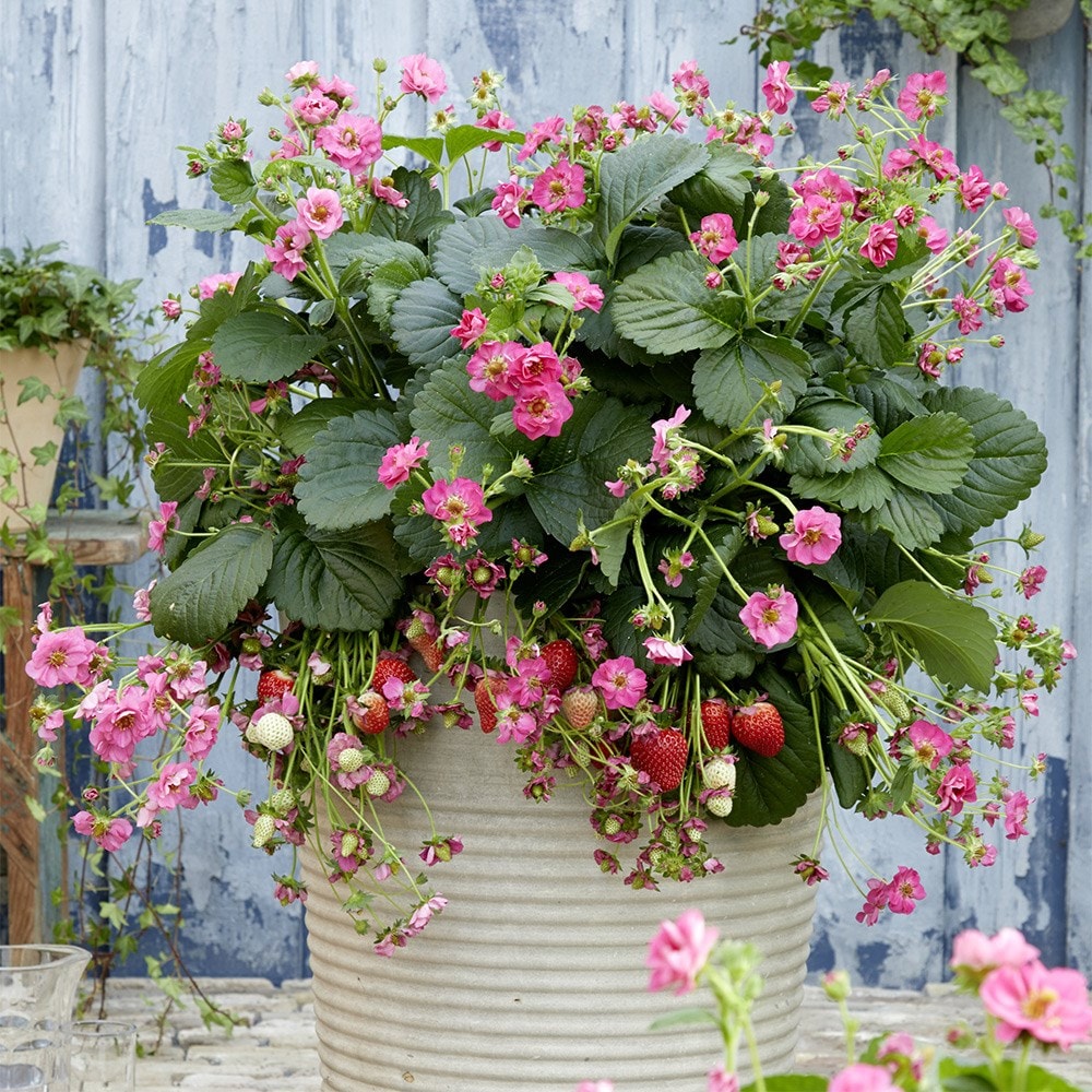 strawberry 'Summer Breeze Cherry' F1