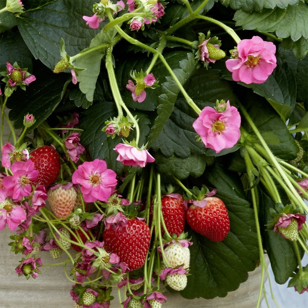 strawberry 'Summer Breeze Cherry' F1