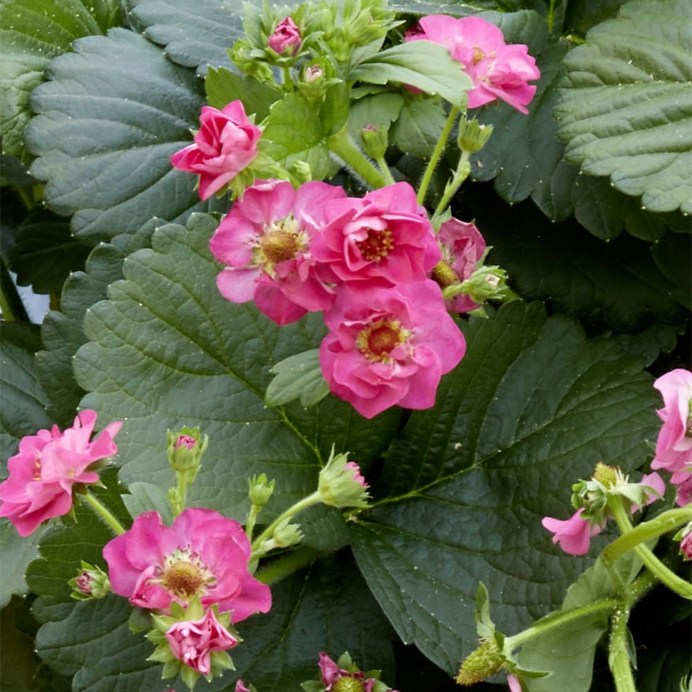 strawberry 'Summer Breeze Cherry' F1