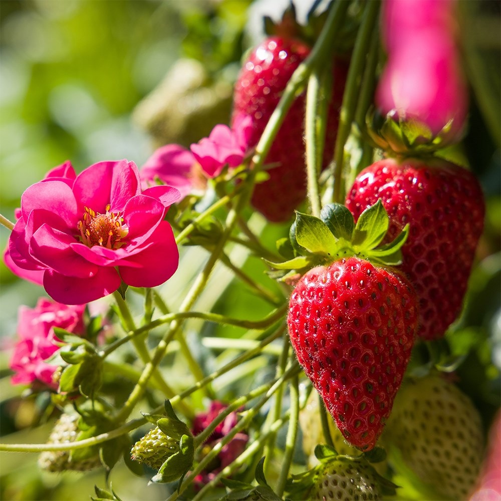 strawberry 'Summer Breeze Cherry' F1