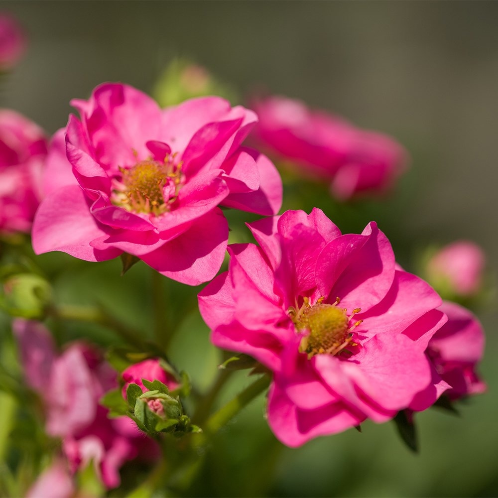 strawberry 'Summer Breeze Cherry' F1