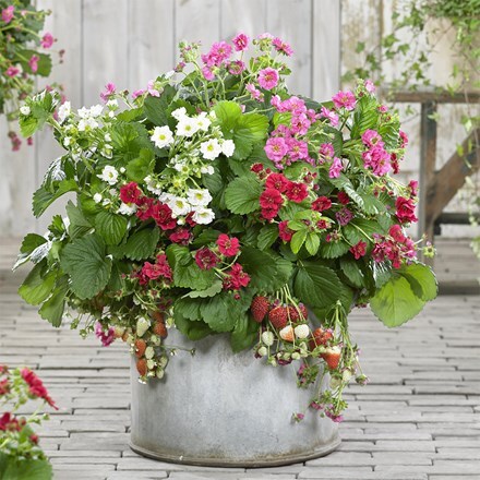 Colourful flowering strawberry collection