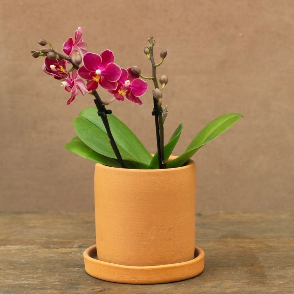 moth orchid