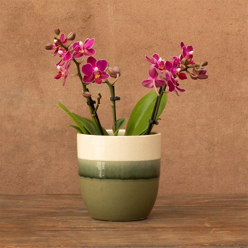 Phalaenopsis Aromio Fruity | Scented Orchid