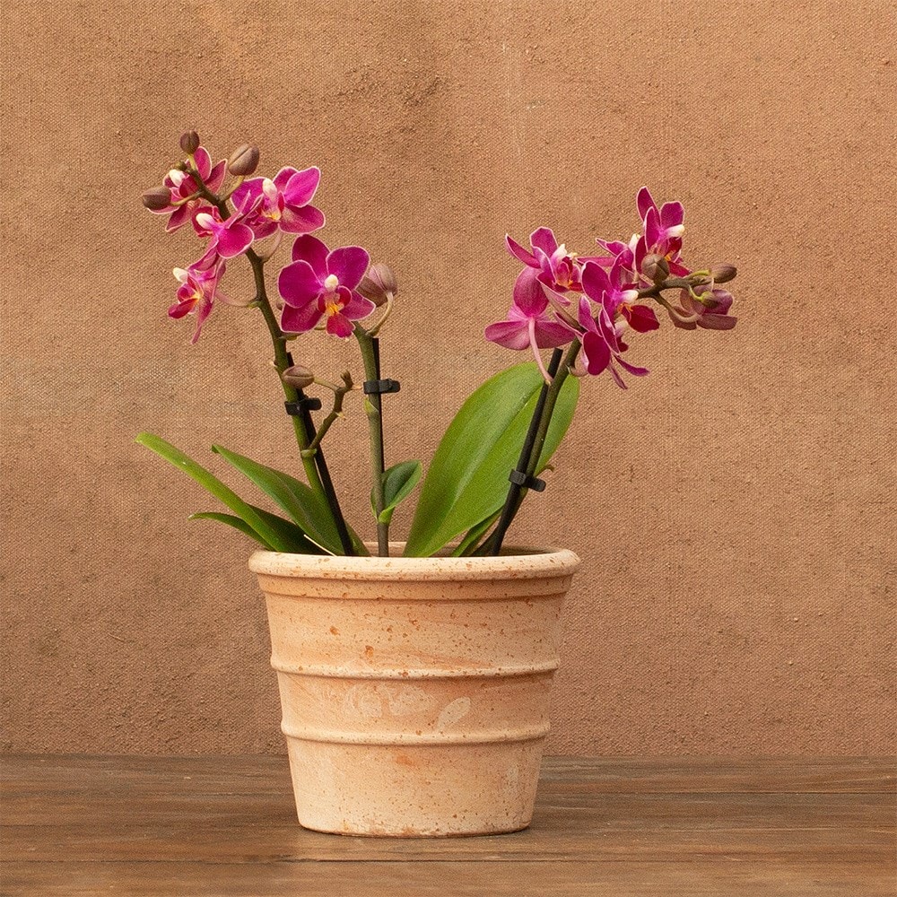 Phalaenopsis Aromio Fruity | Scented Orchid