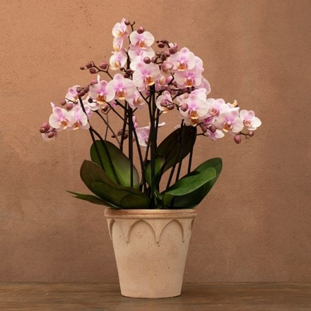Phalaenopsis Bellissimo Angelo