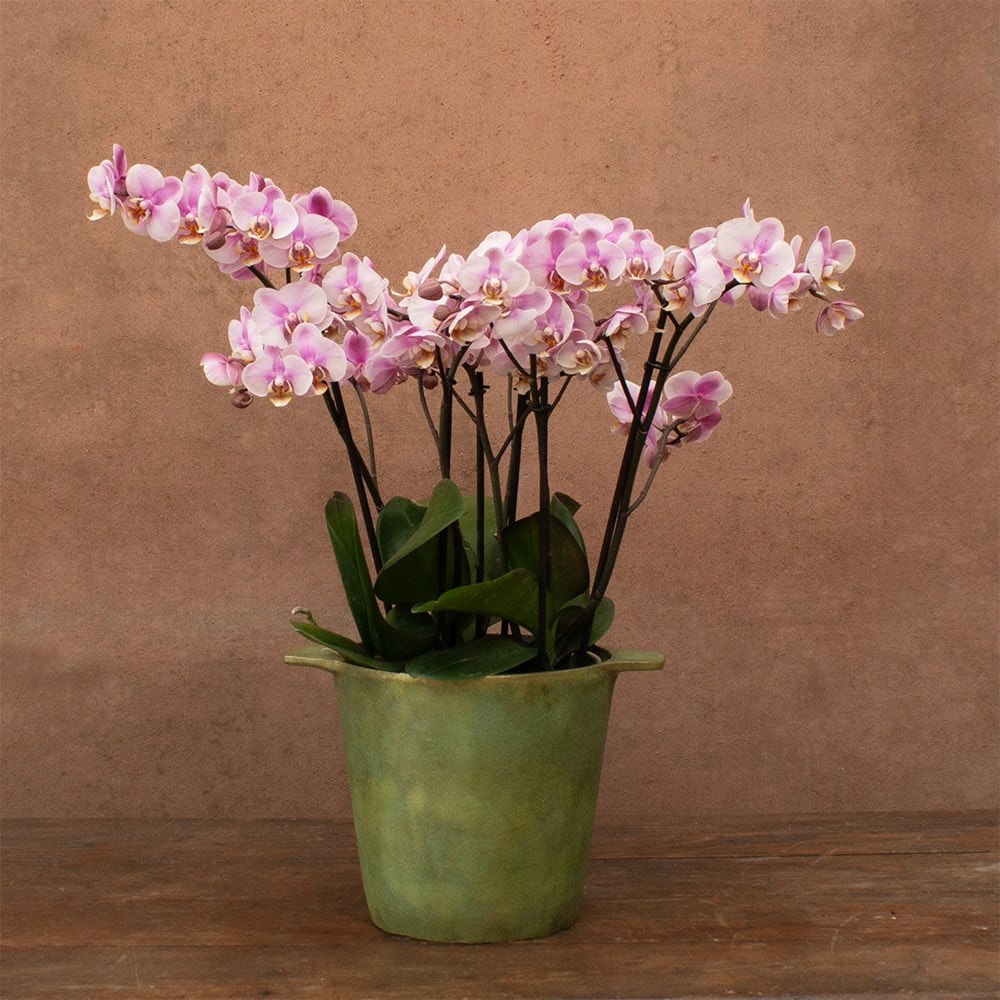 Phalaenopsis Bellissimo Angelo | Orchid