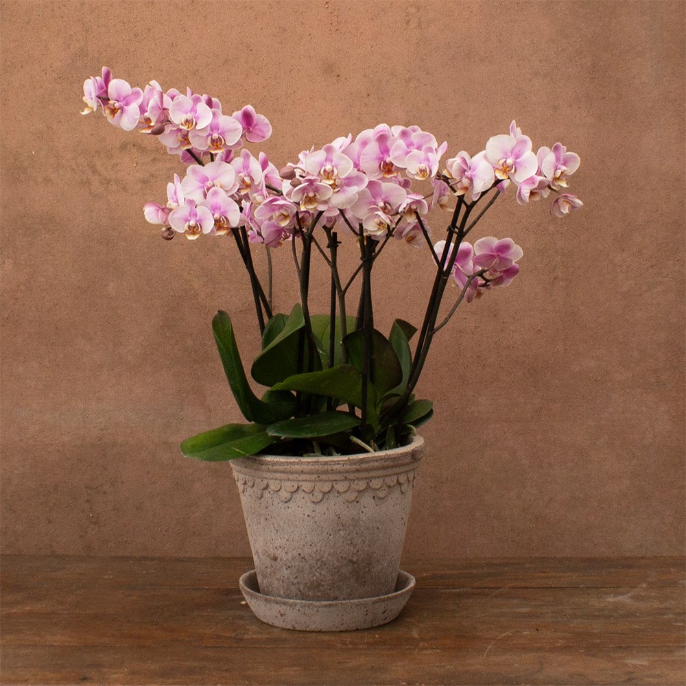 Phalaenopsis Bellissimo Angelo | Orchid