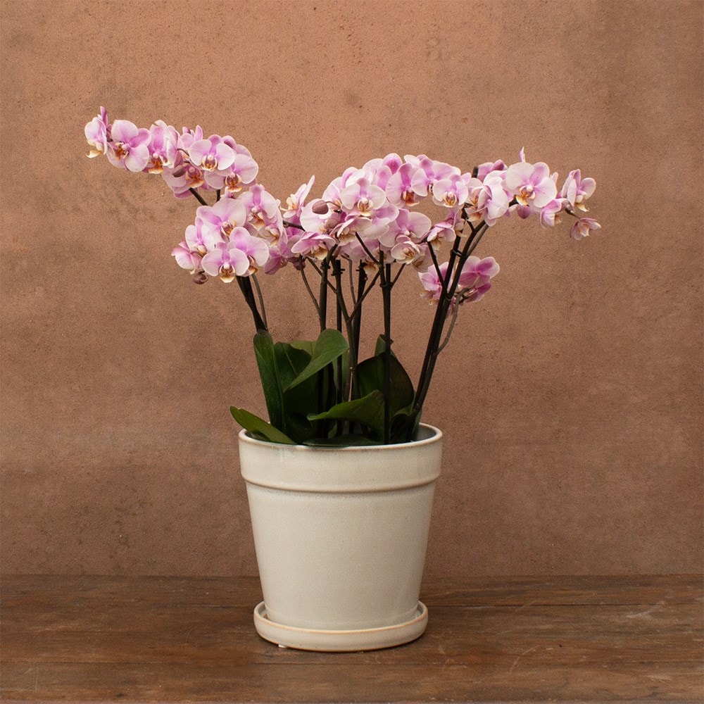 Phalaenopsis Bellissimo Angelo | Orchid