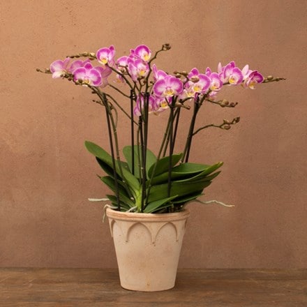Phalaenopsis Bellissimo Caro