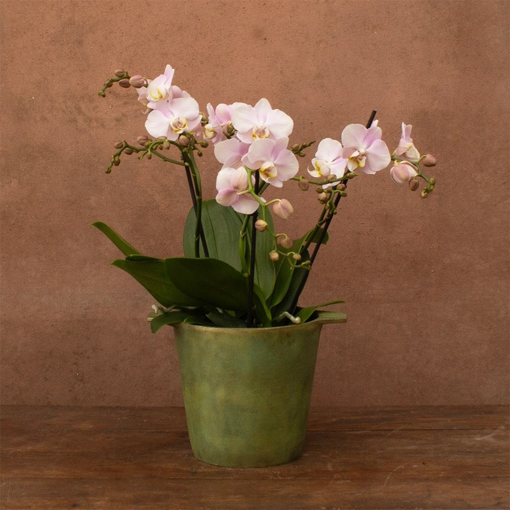 Phalaenopsis Bellissimo Adora | Orchid