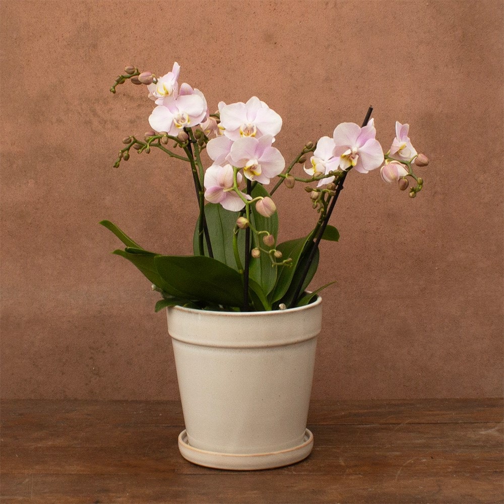 Phalaenopsis Bellissimo Adora | Orchid