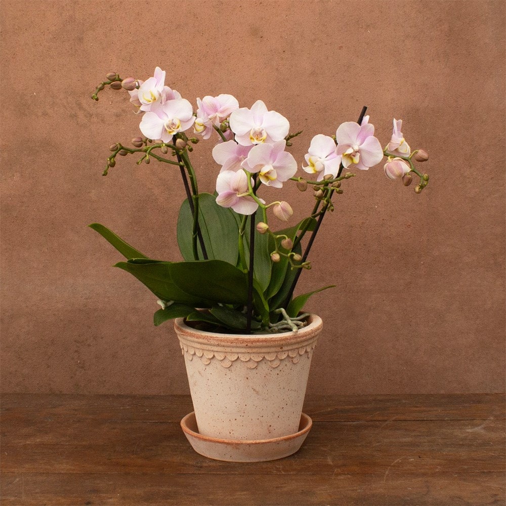 Phalaenopsis Bellissimo Adora | Orchid