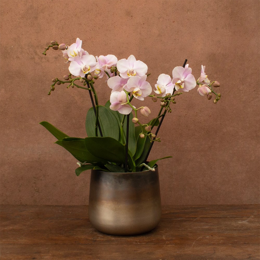 Phalaenopsis Bellissimo Adora | Orchid