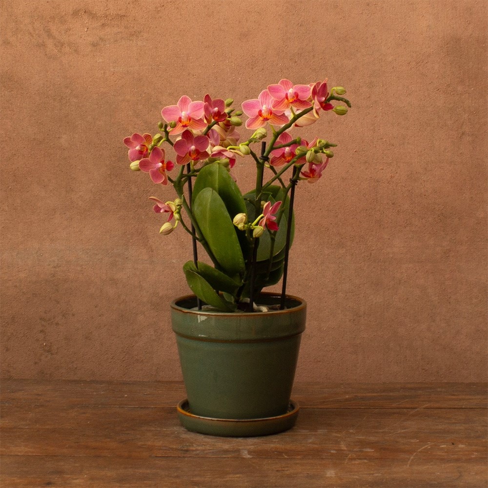 Product options image