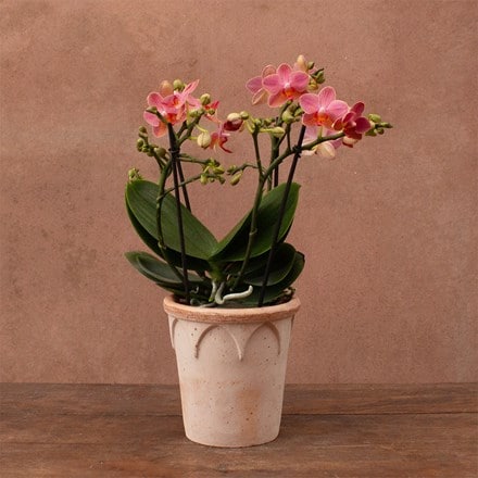 Phalaenopsis Boquetto Charme