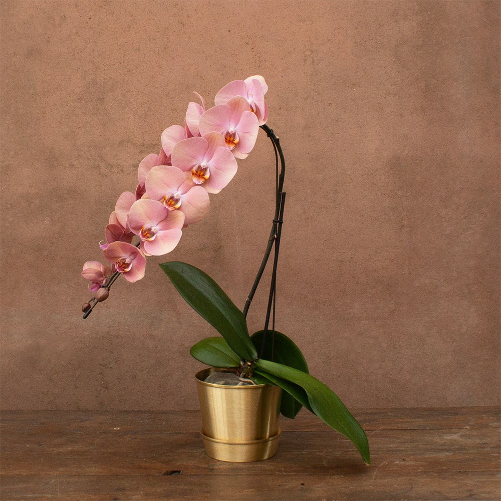 Phalaenopsis Formidablo Cameron Falls | Orchid