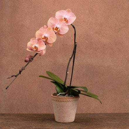 Phalaenopsis Formidablo Cameron Falls