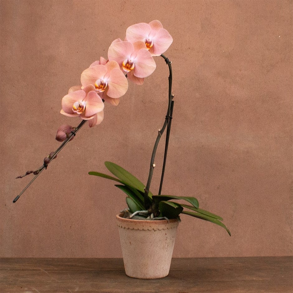 moth orchid