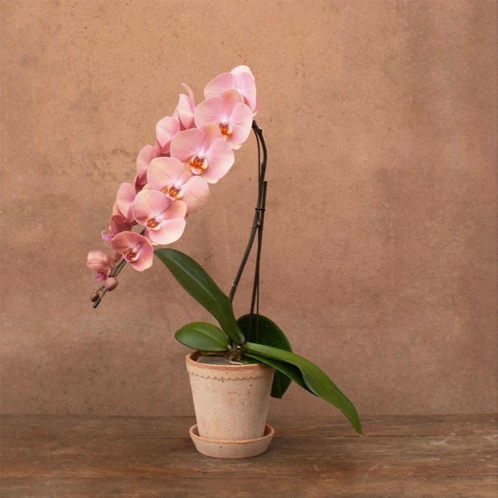 Phalaenopsis Formidablo Cameron Falls | Orchid