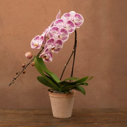 Phalaenopsis Formidablo Iguaza Falls