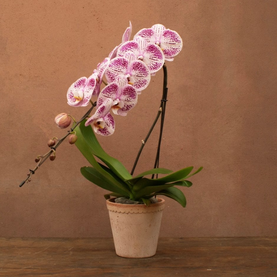 moth orchid