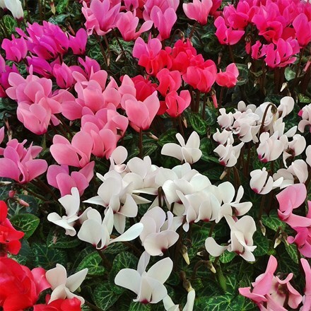 Cyclamen persicum Verano mixed (Super Verano Series)