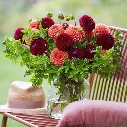 Plum and peaches dahlia collection