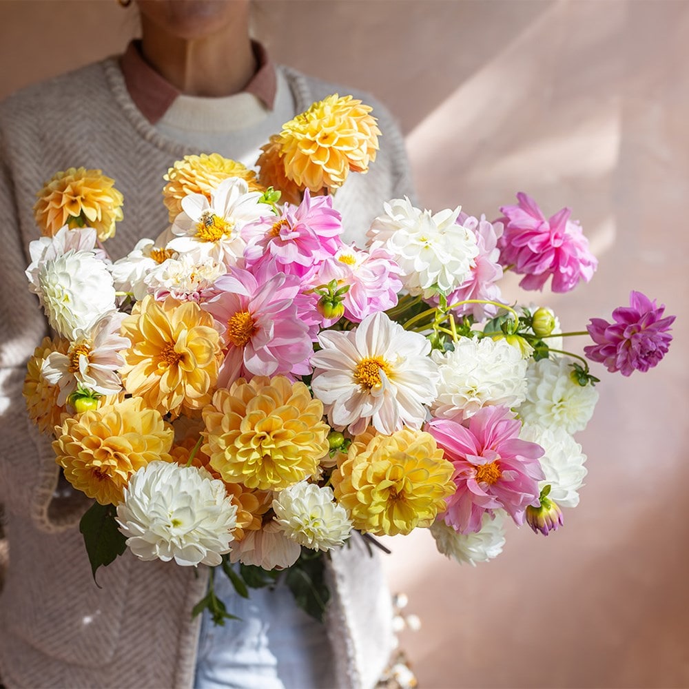 The golden hour dahlia collection