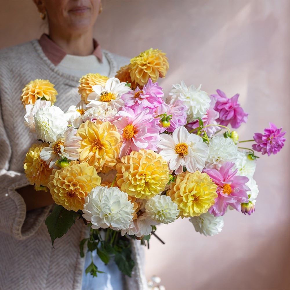 The golden hour dahlia collection