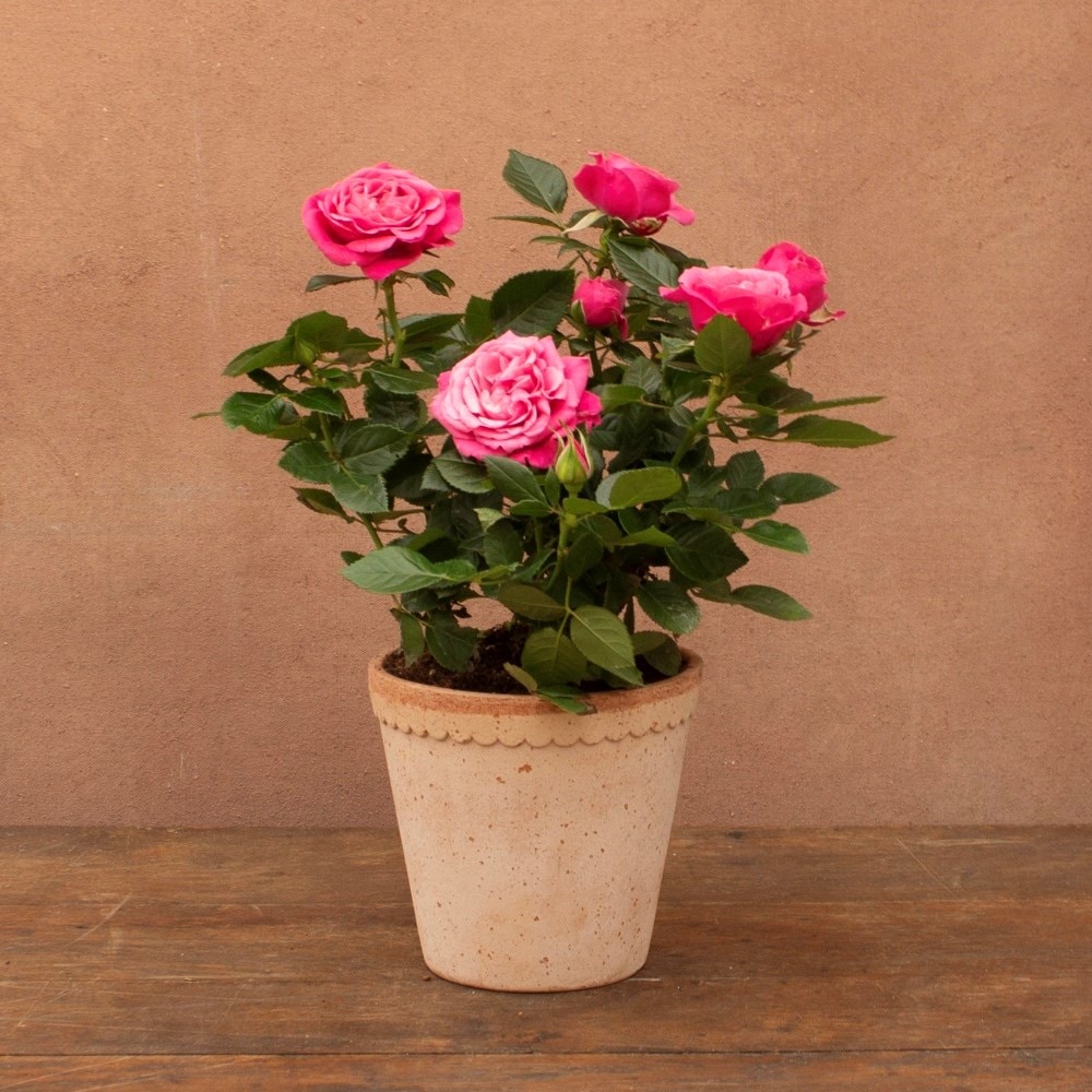 Rosa Passion Pink | Indoor rose