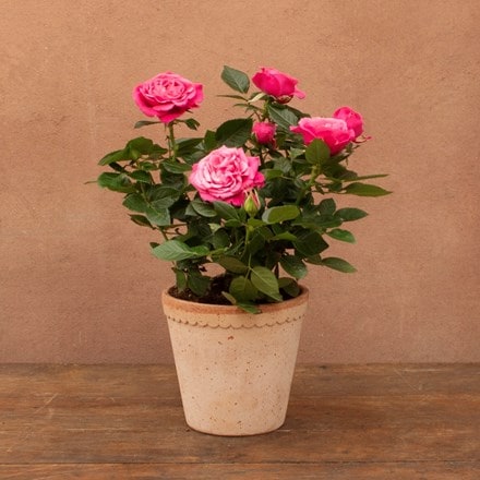 Rosa PatioHit Dark Pink