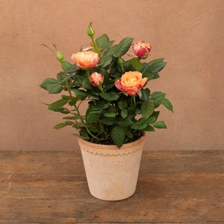 Rosa PatioHit Orange