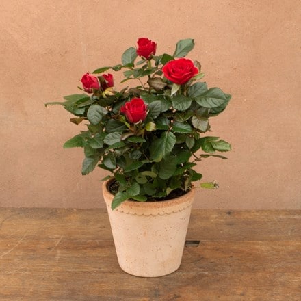 Rosa PatioHit Red
