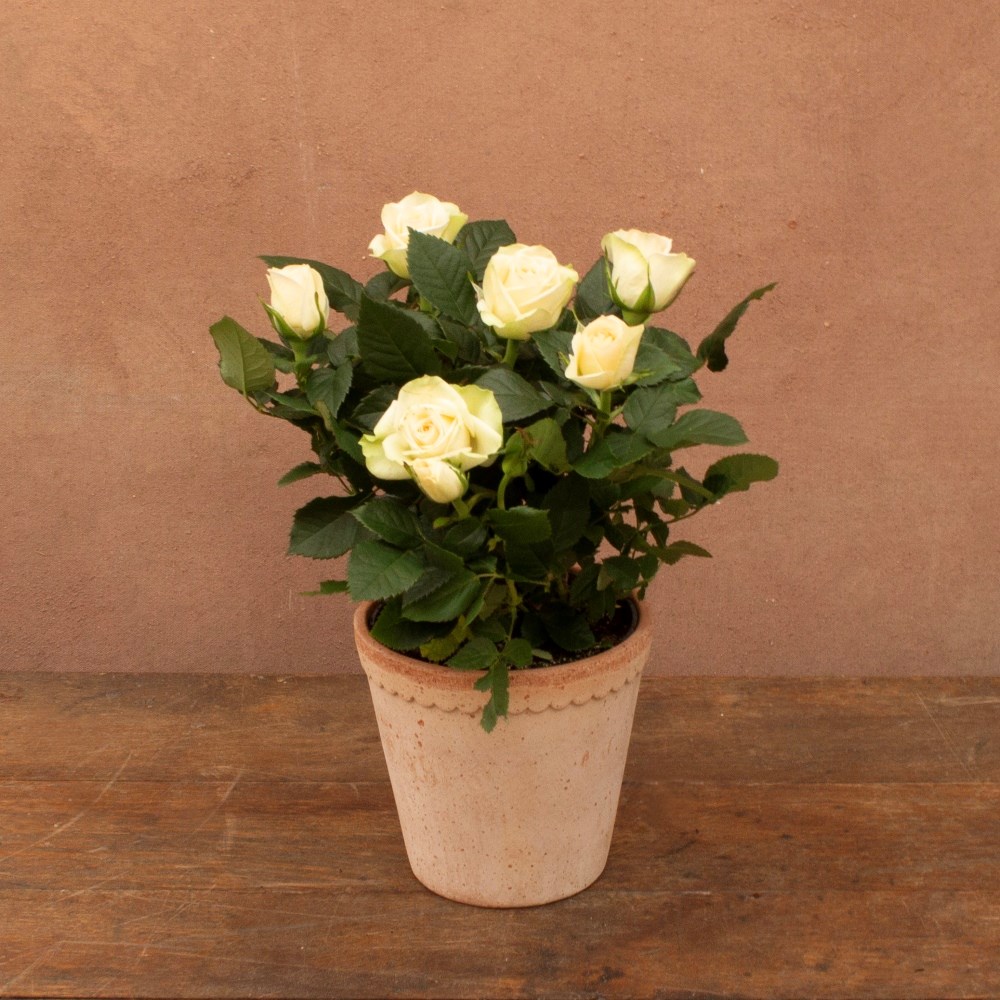 Rosa Serenity White | Indoor rose