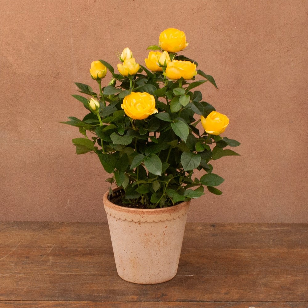 Rosa Friendship Yellow | Indoor rose