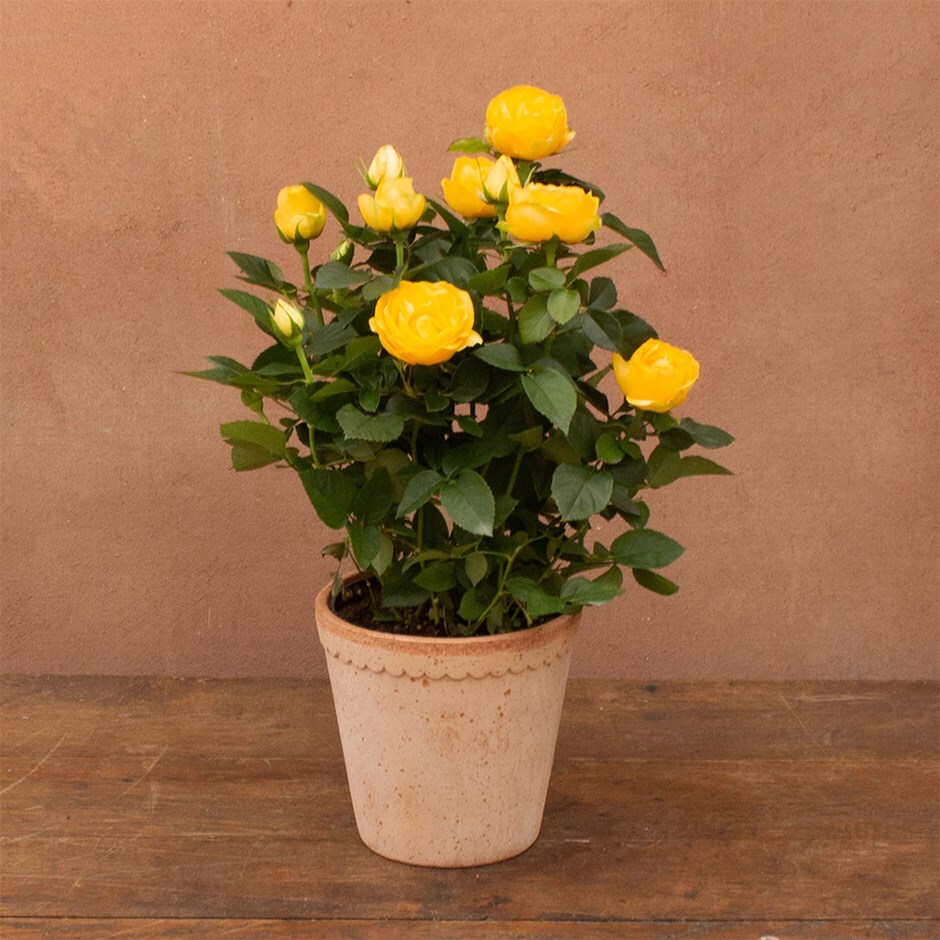 rose