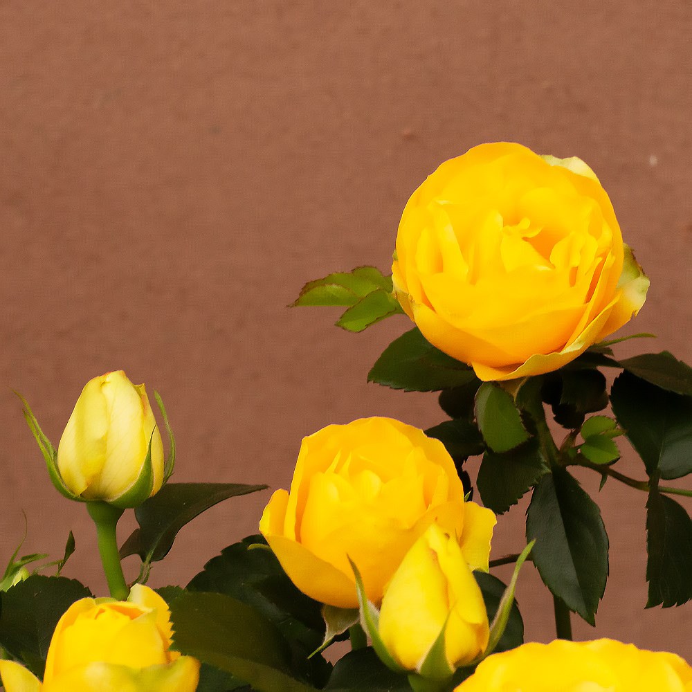 rose