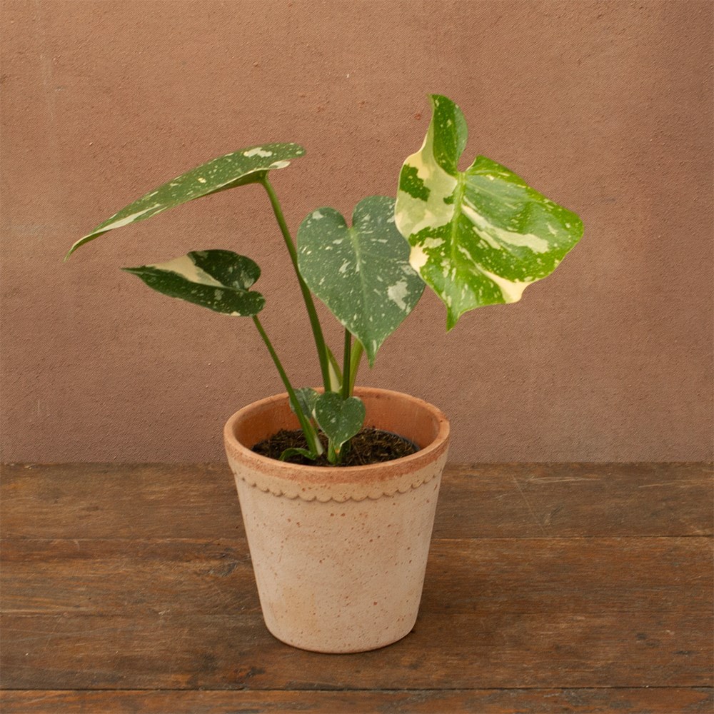 <i>Monstera</i> 'Thai Constellation'