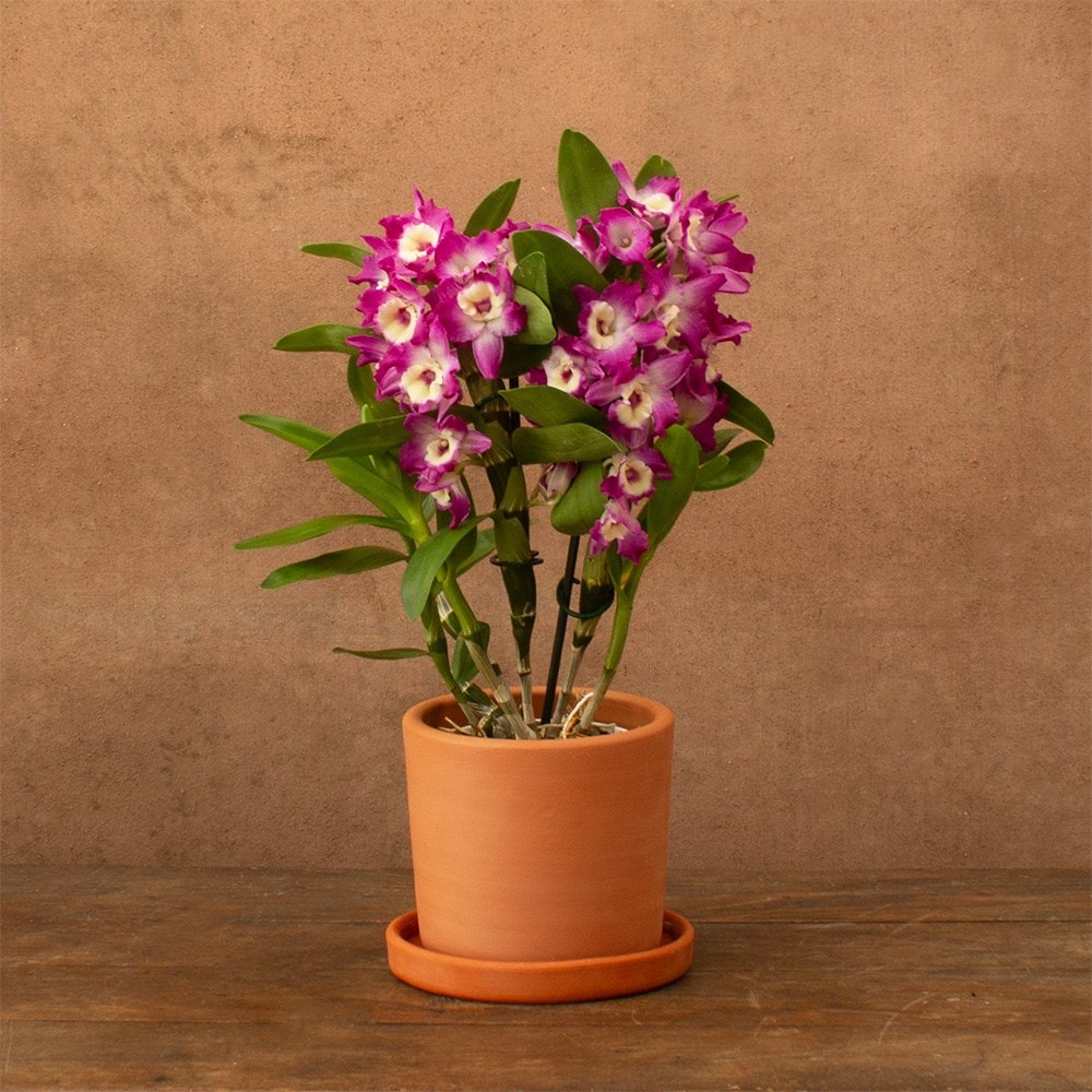 Product options image