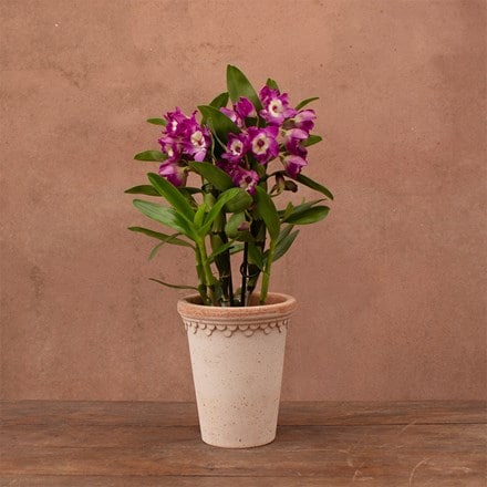 Dendrobium Bouquet Purple Rain