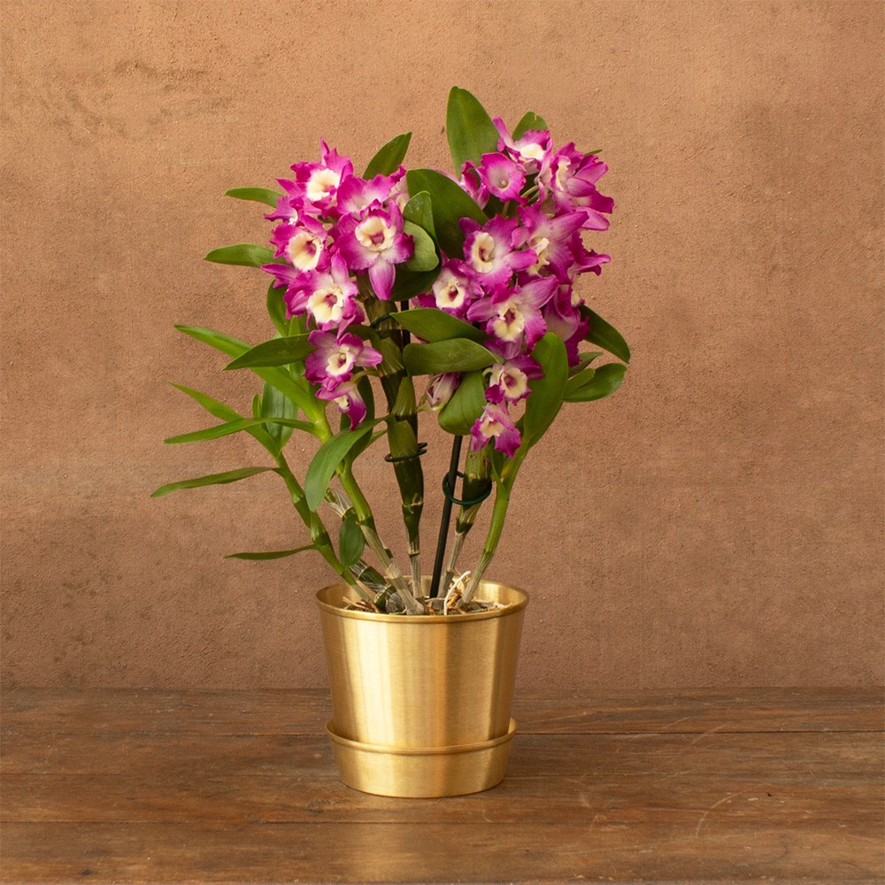 moth orchid