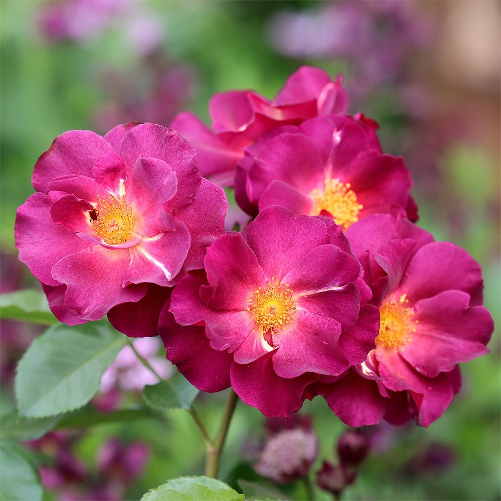 <i>Rosa</i> Wild Rover</b> ('Dichirap') (PBR)  | Floribunda Bush Rose