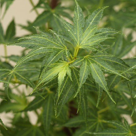 Acer palmatum Crippsii