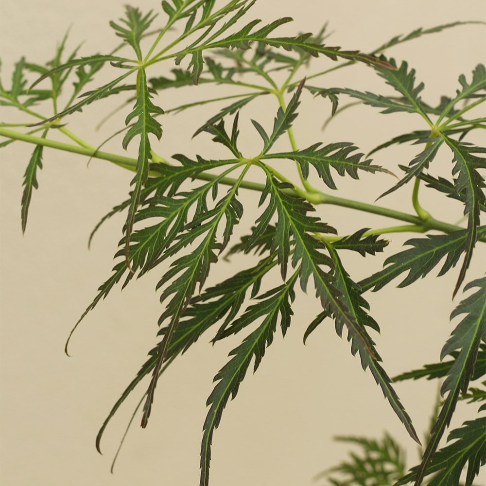 <i>Acer palmatum</i> 'Pendulum Julian'