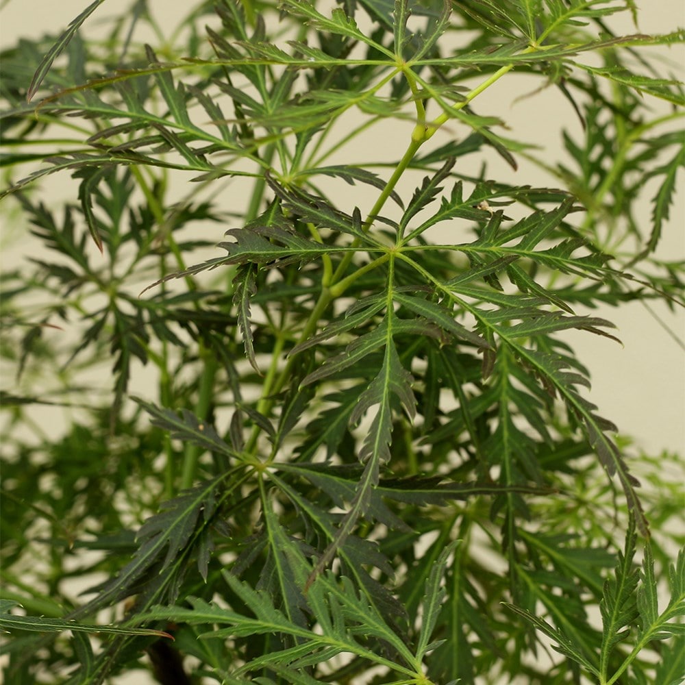 <i>Acer palmatum</i> 'Pendulum Julian'