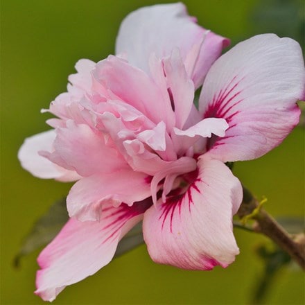 Hibiscus syriacus Blushing Bride