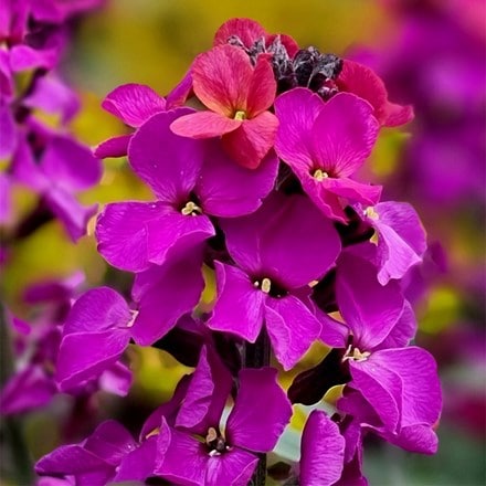 Erysimum Colour Vibe Purple (PBR)