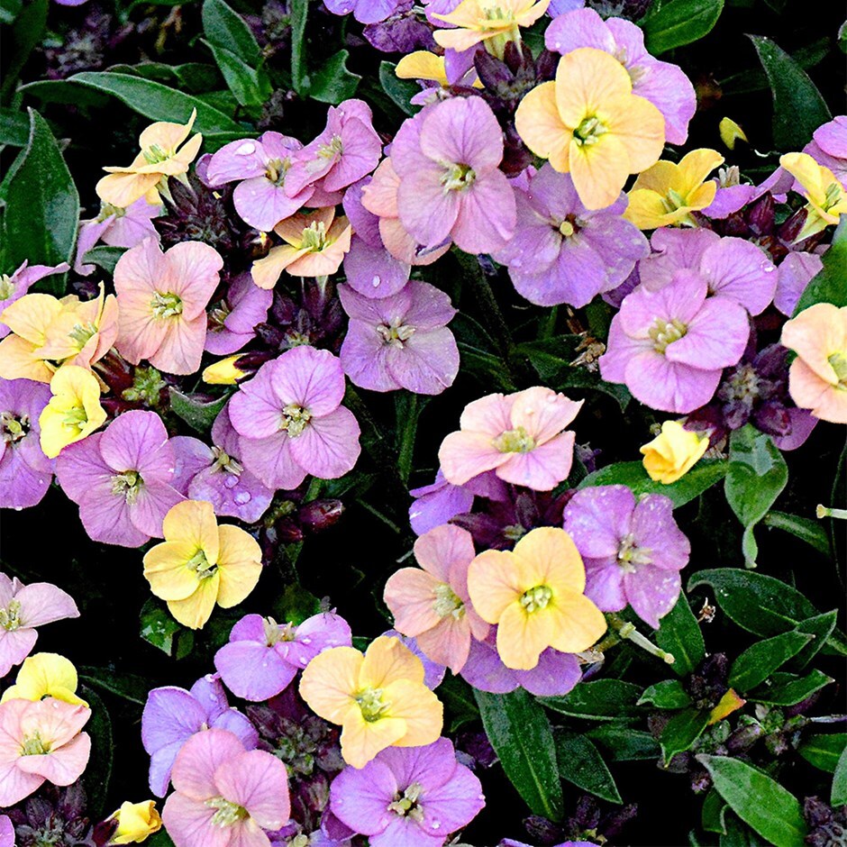 perennial wallflower