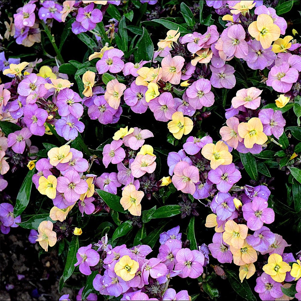 <i>Erysimum</i> 'Night Skies' (Sky Series)